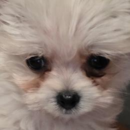 Pomeranians and Shihpoos from Lisas Pomeranians