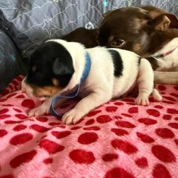 Atlas - White black and tan male Rat Terrier puppy in Molalla, Oregon from The Puppy Patch Rat Terriers