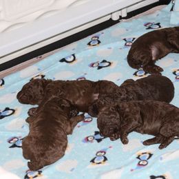 Poodle puppies from RK'S Pets