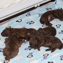 Poodle puppies from RK'S Pets