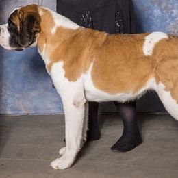Wendy - Saint Bernard