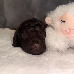 Bourbon - Brown male Poodle puppy in Cleveland, Texas from Jolley Poodles