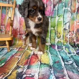 Brexlyn - Merle female Bernedoodle puppy in Moulton, Iowa from Shondel Puppy Paws