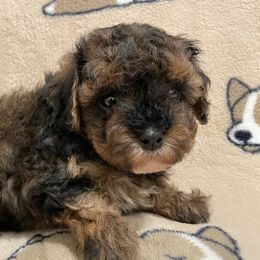 Cavapoos from Cookies & Cream Sundae