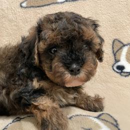 Cavapoos from Cookies & Cream Sundae