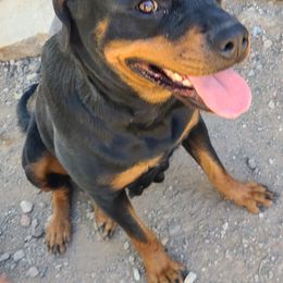 Rottweiler puppies from Guardian Angel Rottweiler