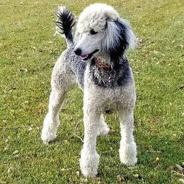 Poodles from Sandhallow Standard Poodles