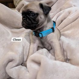 Claus - Fawn male Pug puppy in Hartsville, South Carolina from PearlsPlayhousePugs
