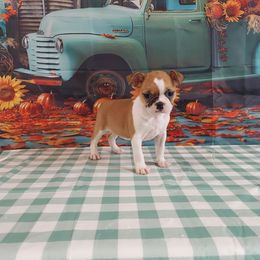 Girl 1 - Red female Boston Terrier puppy in Olanta, South Carolina from Julie's IHeart Boston Terrier's