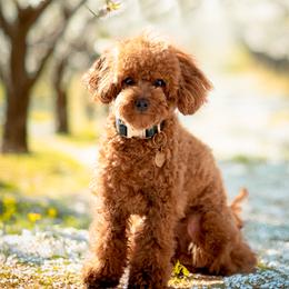 Valaya - Poodle