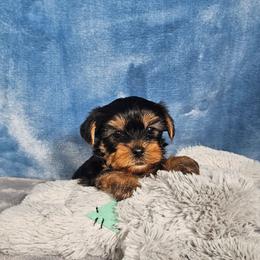 Male pup - Blue and gold male Yorkshire Terrier puppy in Polk City, Florida from Yorkies by Casey