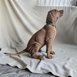 Green - Red wheaten male Rhodesian Ridgeback puppy in Chesapeake, Virginia from Monarch Rhodesian Ridgebacks