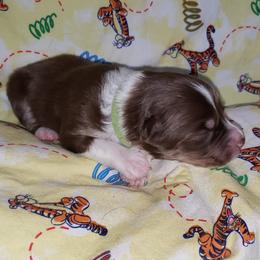 Australian Shepherd Puppies from Purple Tyger Creations
