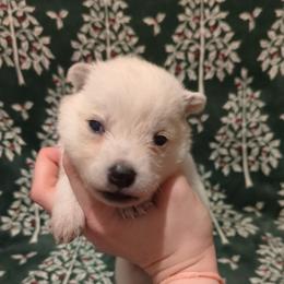 Link - Red speckled female Australian Cattle Dog puppy in Mena, Arkansas from Red Desert Australian Cattle Dogs