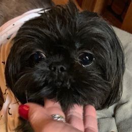 Tinsley - Shih Tzu