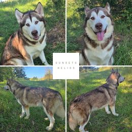 Helios - Alaskan Malamute