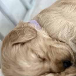 Golden Retrievers from Seaside Goldens