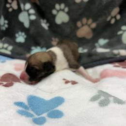 Sawyer - White and fawn male Whippet puppy in West Plains, Missouri from Sycamore Ridge Puppies