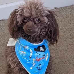 Coco - Poodle