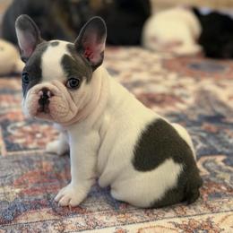 Opal - Blue female French Bulldog puppy in San Diego, California from California Dream Frenchies