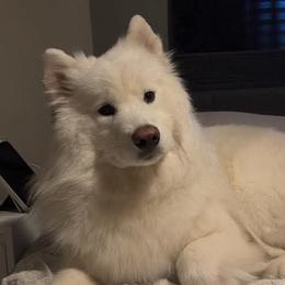 Miss Kitty - Samoyed
