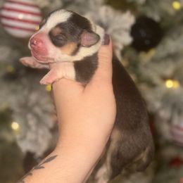 Jade - Gray and white female American Corgi puppy in East Oakdale, California from Rhettro Kennels