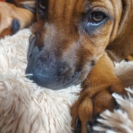 Rhodesian Ridgeback Puppies from Amy's Rhodesian Ridgebacks
