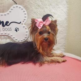 Paiton - Yorkshire Terrier
