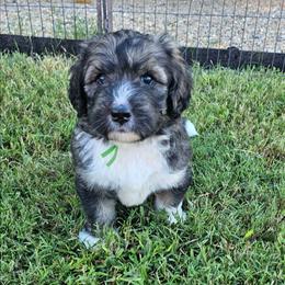 Green - Sable male Bernedoodle puppy in Shelby, North Carolina from Forever Grateful Doodles