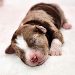 Ribaldi - Red merle male Miniature Australian Shepherd puppy in Mc Alester, Oklahoma from Angel's Aussies