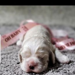 Bailee - Buff and white female Cocker Spaniel puppy in Byram, Mississippi from Chloe's Cocker Spaniels
