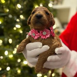 Shania Twain - Red  female Goldendoodle puppy in Camden, North Carolina from Oopsie Doodles of NC