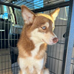 Maple - Pomsky