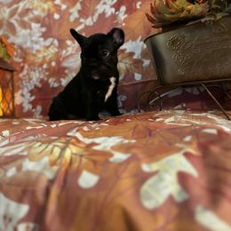 Baby Love - Brindle female French Bulldog puppy in Rayville, Missouri from Pelis French Bulldogs