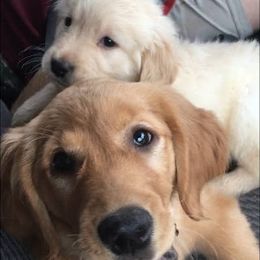Golden Retriever Puppies from Golden Acres LLC