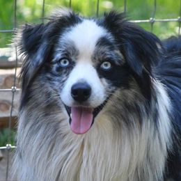Poncho - Miniature Australian Shepherd