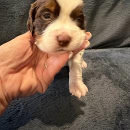 Indie blue boy anna - White and liver male English Springer Spaniel puppy in Lufkin, Texas from Shifletknight Springer Spaniels