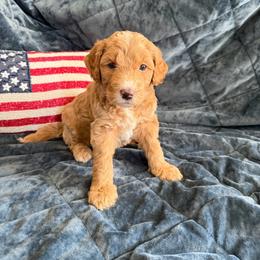 Queen Charlotte - Parti female Goldendoodle puppy in Barstow, California from Golden Desert Doodles