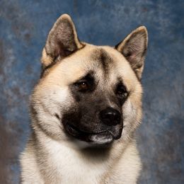 Akita All Grown Up from Mayoke Akitas