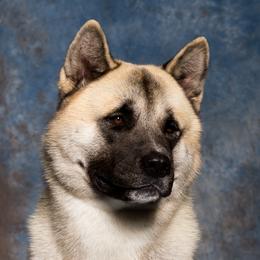 Akita All Grown Up from Mayoke Akitas