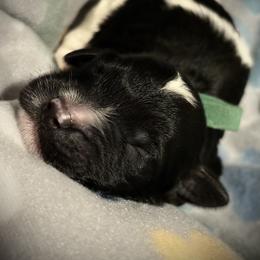 Goldendoodle and Poodle Puppies from Southern Stroll Poodles & Doodles