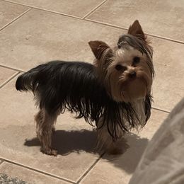 Cowboy - Yorkshire Terrier