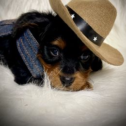 Boy 1 - Black and tan Cavapoo puppy in Spokane, Washington from Treasured Cavaliers of the Pacific Northwest
