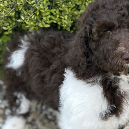 Coco - Chocolate Labradoodle puppy in Cleburne, Texas from Sugar Fig Kennel