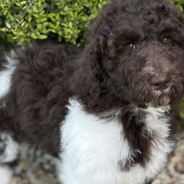 Coco - Chocolate Labradoodle puppy in Cleburne, Texas from Sugar Fig Kennel