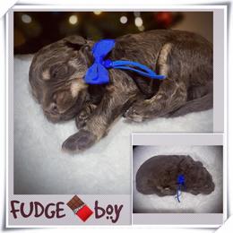 FUDGE - Brown and white male Aussiedoodle puppy in Houston, Texas from Jomelkin Furry Pals