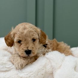 Brown collar MAX - Apricot male Goldendoodle puppy in Salem, Utah from Aspen Doodles