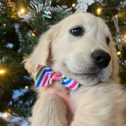 Sunshine - Light golden female Golden Retriever puppy in Pace, Florida from Panhandle PawsNClaws