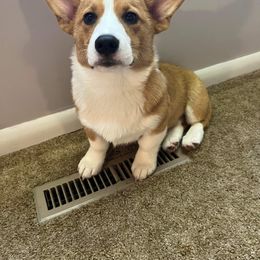 American Corgi and Pembroke Welsh Corgi Puppies from Beebe’s Corgis