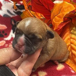 Fawn Girl - Fawn female French Bulldog puppy in Tracys Landing, Maryland from A Cozy Kennel